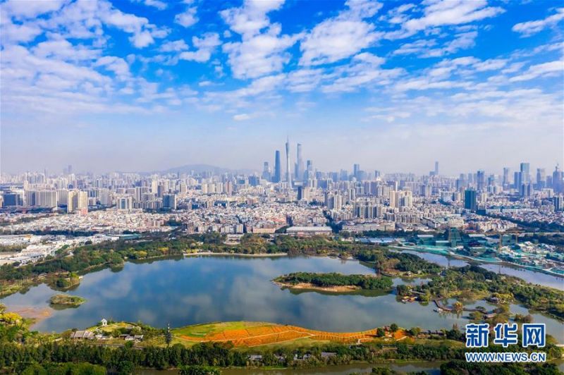 　　位于中心城区的海珠湿地与城市地标广州塔遥相呼应（2月24日无人机照片）。  新华社发（谢惠强摄）
