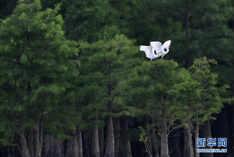 6月9日，在合肥董铺水库，两只白鹭在枝头嬉戏。