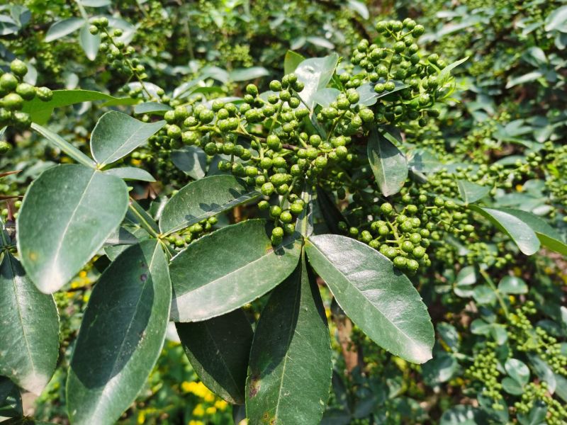 重慶璧山三合鎮(zhèn)的花椒熟了！麻香飄十里，枝綠掛滿山。（攝影：王江）