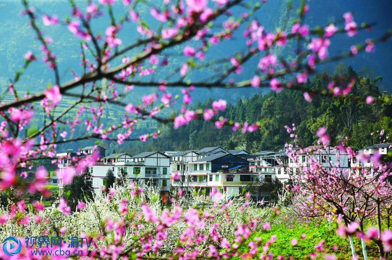 3月29日，桃花掩映下的黔江區(qū)石會(huì)鎮(zhèn)中元村一角。