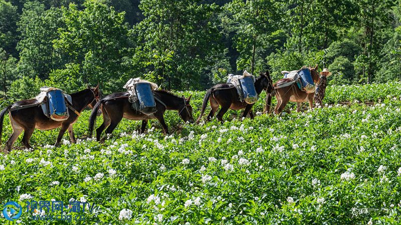 馬兒馱來肥料。黃祖滿 攝