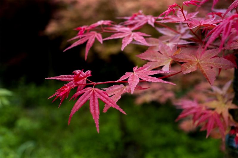 來到這里，誰都是優(yōu)秀的攝影師，隨手一拍就能照出一張美圖。