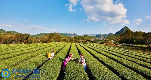 近年來，重慶市秀山土家族苗族自治縣堅持把脫貧攻堅作為重要政治任務(wù)，嚴(yán)格按照“四個不摘”要求，圍繞“不出事、完成事、出亮點、求突破”，集中人力、集中精力，全體動員、全力以赴，舉全縣之力抓好脫貧攻堅各項工作，推動脫貧成果持續(xù)鞏固、脫貧質(zhì)量持續(xù)提升。