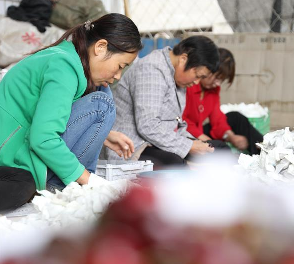 6月20日，在天水市秦州区藉口镇的一处市场，当地农户在分选樱桃。 眼下正值大樱桃上市的销售旺季，甘肃省天水市秦州区各地村民忙着采摘、销售。甘肃省天水市秦州区是优质大樱桃适生区之一。2019年，秦州区大樱桃栽植面积约8.5万亩，年产量约4万吨。 新华社记者 多蕾 摄