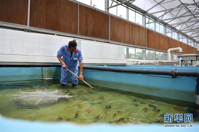 在天津现代晨辉科技集团有限公司的养殖示范场,工人在清洁鱼池(6月15日摄)。 近年来,天津市宝坻区大白庄镇大力发展观赏鱼养殖,在当地龙头企业的带动下,成为增加农民收入的新途径。据了解,企业对附近养殖户统一提供苗种、饲料、技术支持,以及观赏鱼成鱼后保价回收的服务。养殖户每亩水面平均收入约1.8万元,解决周边农民就业近200人。 新华社记者 李然 摄