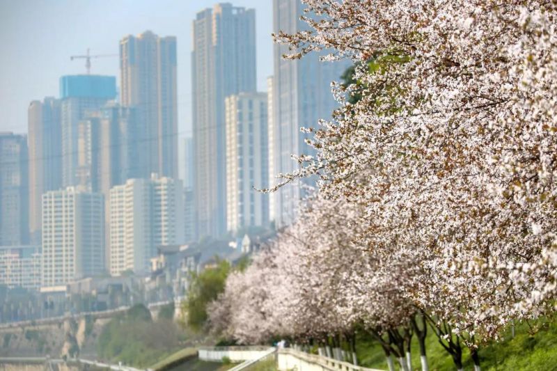 北濱路姹紫嫣紅 曹檢 攝