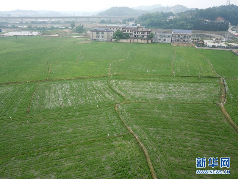 这是湘乡市育塅乡南水村的稻田（5月14日摄，无人机照片）。新华社发（陈振海 摄）