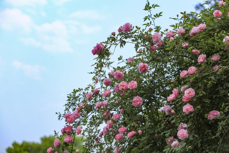 重慶市北碚區(qū)金果園景區(qū)內(nèi)的薔薇花競相綻放，形成花墻。