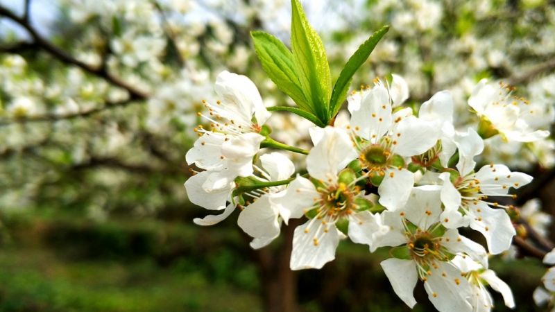 春色滿園關(guān)不住，梨花、李花，爭(zhēng)芳斗艷。