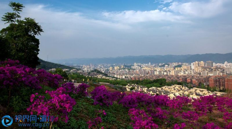 北碚自然世界公園內(nèi)，三角梅怒放，在藍(lán)天白云的映襯下，格外明艷。