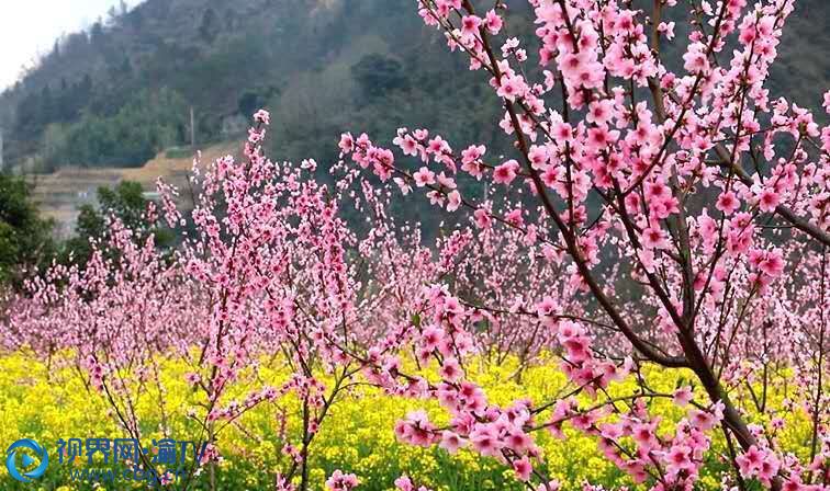 金黃的油菜花和粉紅的桃花交相輝映，美輪美奐。 茍莉 攝