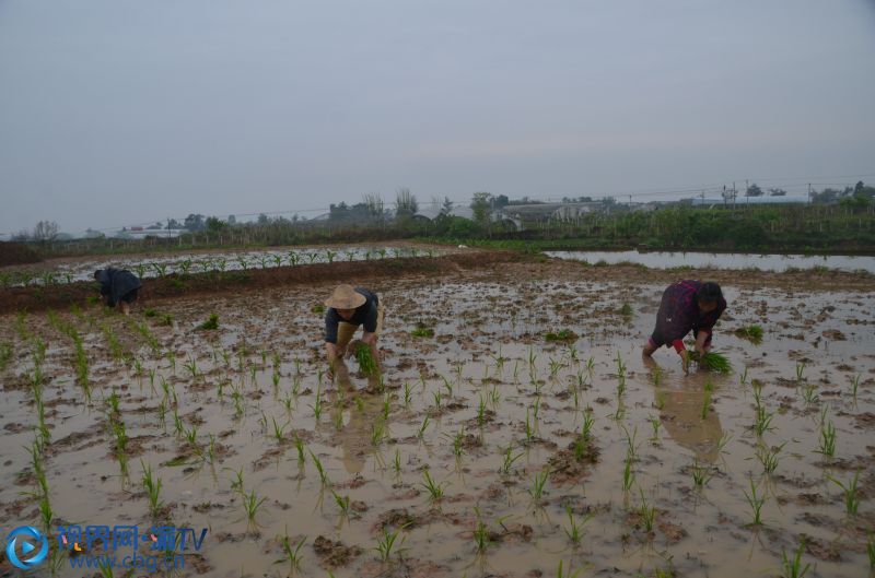 圖為4月13日，龍集鎮(zhèn)抱房村3社村民正在田里栽插水稻秧苗。