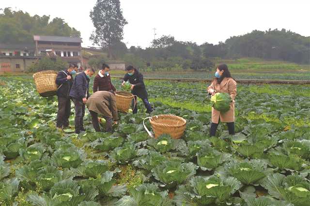  璧山駐村工作隊(duì)積極解決群眾春耕遇到的難題 攝/黃瑞