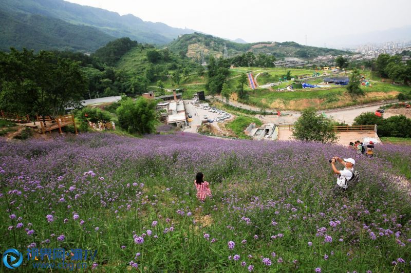 5月23日，游人在北碚自然世界公園欣賞盛開的柳葉馬鞭草。（攝影：秦廷富）