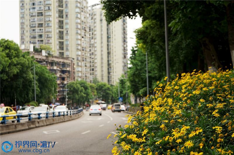 道路上車水馬龍，街邊的市民也三五成群，結(jié)隊(duì)散步、賞花、拍照。 （攝影：鐘戈）