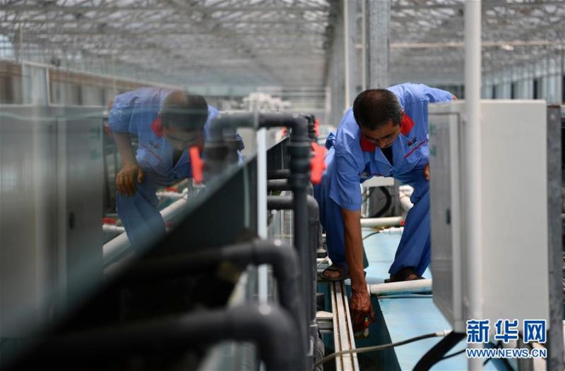 在天津现代晨辉科技集团有限公司的养殖示范场,工人在调试设备(6月15日摄)。 近年来,天津市宝坻区大白庄镇大力发展观赏鱼养殖,在当地龙头企业的带动下,成为增加农民收入的新途径。据了解,企业对附近养殖户统一提供苗种、饲料、技术支持,以及观赏鱼成鱼后保价回收的服务。养殖户每亩水面平均收入约1.8万元,解决周边农民就业近200人。 新华社记者 李然 摄