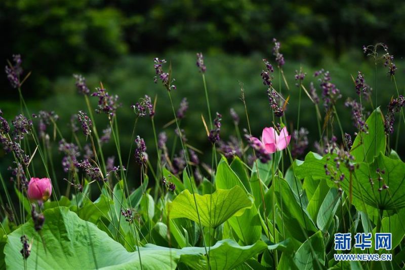 　　海珠湿地盛开的菖蒲和荷花（6月3日摄）。经过科学治理，生物多样性显著提升，海珠湿地维管束植物从379种增加到630种。  新华社记者刘大伟摄