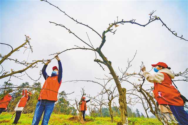 3月12日，綦江区永新镇石坪村梨花山，青年志愿者在为50亩梨树压枝和定型。特约摄影 陈星宇