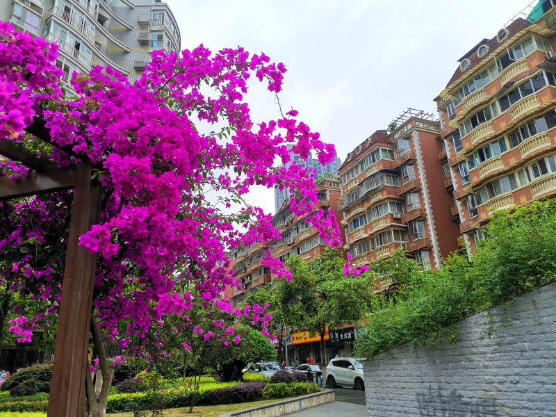 九宮廟步行街附近的三角梅，墻頭花色好風(fēng)景。（攝影：黃向輝）