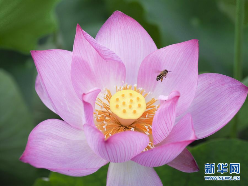 6月12日在浙江省丽水市景宁畲族自治县景宁中学惠明桥畔拍摄的荷花。 新华社发（李肃人 摄）