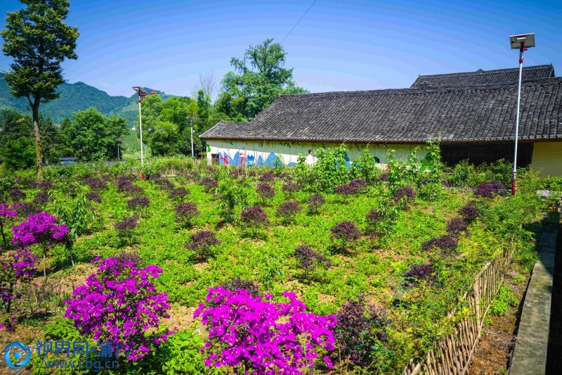 苗寨內(nèi)鳥語花香，綠樹成蔭，十分適宜避暑納涼。（來源：秀山縣文旅委）2