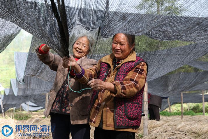 當?shù)剞r(nóng)戶在竹蓀基地務(wù)工就近就業(yè)，多重利益鏈接，群眾共享發(fā)展成果！于海泉說，在逐步做強做大產(chǎn)業(yè)蛋糕的同時，讓全體村民共享發(fā)展成果也是村“兩委”班子重點謀劃的事兒。根據(jù)產(chǎn)業(yè)實際情況，村里通過多種方式讓群眾受益增收。一是竹蓀、黑木耳等產(chǎn)業(yè)由村集體投入，采取“5122”的固定分紅模式，讓所有村民受益；二是李子、核桃等產(chǎn)業(yè)分戶實施，采取“基地+農(nóng)戶”模式，由政府提供種苗，合作社負責日常管護，收成后農(nóng)戶自行銷售，利益自得；三是鼓勵村民自己成為股東，通過土地、資金、勞動力入股中藥材項目，補足發(fā)展動力；四是企業(yè)投資部分，通過土地流轉(zhuǎn)、入園務(wù)工提高群眾收入。2019年，云陽易勝農(nóng)業(yè)開發(fā)有限公司為當?shù)剞r(nóng)戶發(fā)放入園務(wù)工工資86萬余元，竹蓀產(chǎn)業(yè)讓村集體獲得固定分紅9760元，144戶建卡貧困戶和303戶土地流轉(zhuǎn)戶分別獲得分紅25000元。可喜的是，截至2019年底，全村脫貧121戶464人，貧困發(fā)生率降至0.4 %。