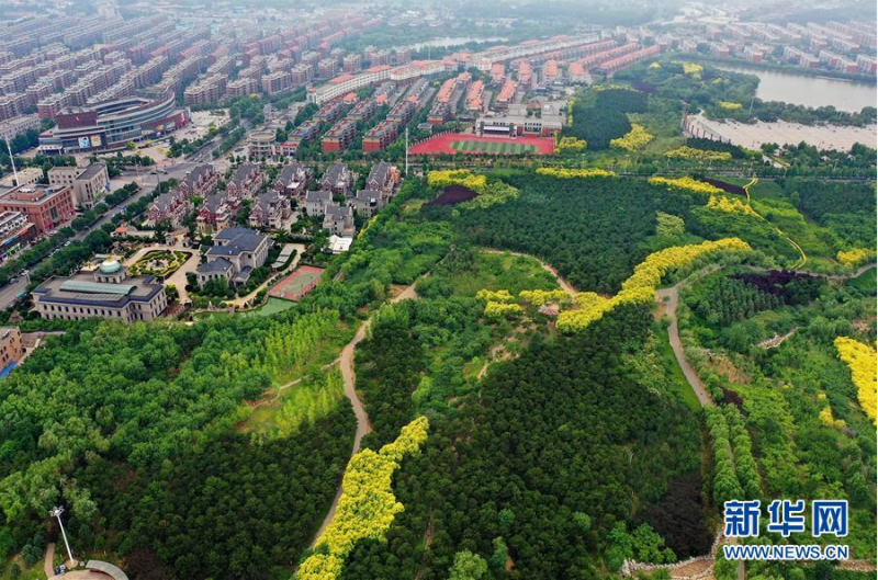 这是6月9日拍摄的河北省唐山市古冶区由采煤沉陷区改造而成的金山森林公园（无人机照片）。　　河北省唐山市古冶区依矿而建、因煤而兴，长期的资源开发给城市留下了众多“生态疮疤”。近年来，古冶区在废弃矿山整治、采煤沉陷区修复等方面持续发力，先后实施生态修复工程20余个，打造以生态农业、旅游观光、休闲娱乐为主的生态景观。　　新华社记者 牟宇 摄