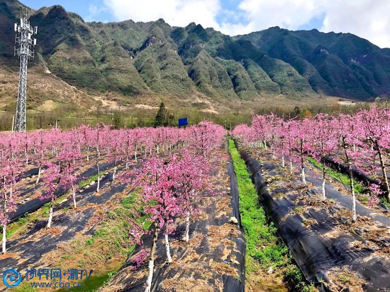 在重慶城口廟壩鎮(zhèn)南坪村，千畝桃花盛開，漫山遍野的粉色桃花，把早春的鄉(xiāng)間點(diǎn)綴得格外動(dòng)人。