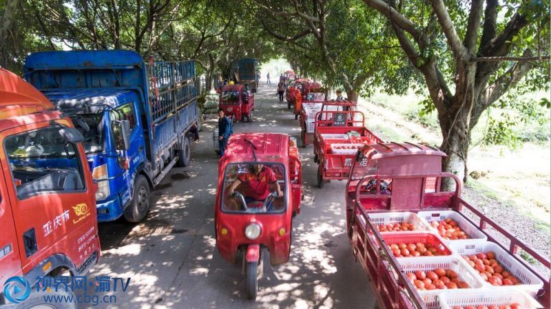 大中村多年前已建成寬敞的環(huán)線公路，既方便了客戶的貨車?yán)?，也方便村民的農(nóng)用三輪車把蔬菜從地里載出來。