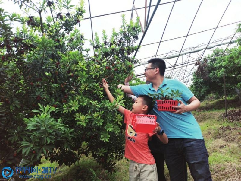 6月6日，北碚區(qū)靜觀鎮(zhèn)第四屆果蔬采摘節(jié)正式啟動(dòng)。圖為市民在靜觀鎮(zhèn)山里院生態(tài)園采摘楊梅，享受親子時(shí)光。（攝影：田濟(jì)申）