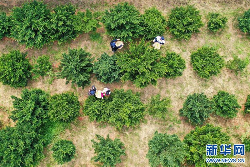6月17日，河北省滦州市长青红豆杉种植基地的员工在采摘红豆杉叶，准备制茶（无人机照片）。新华社记者 牟宇 摄