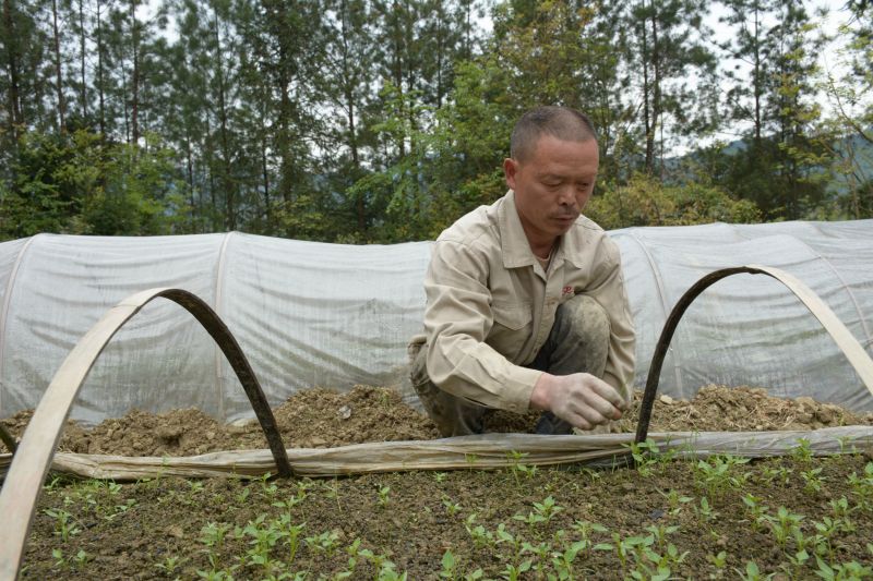 村民在辣椒基地除草。（攝影：儲瀟）