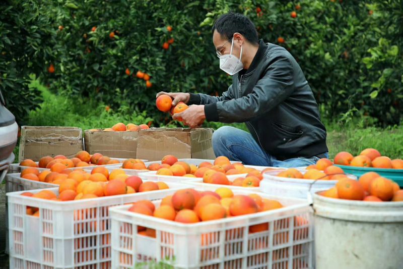 收获新鲜的果实