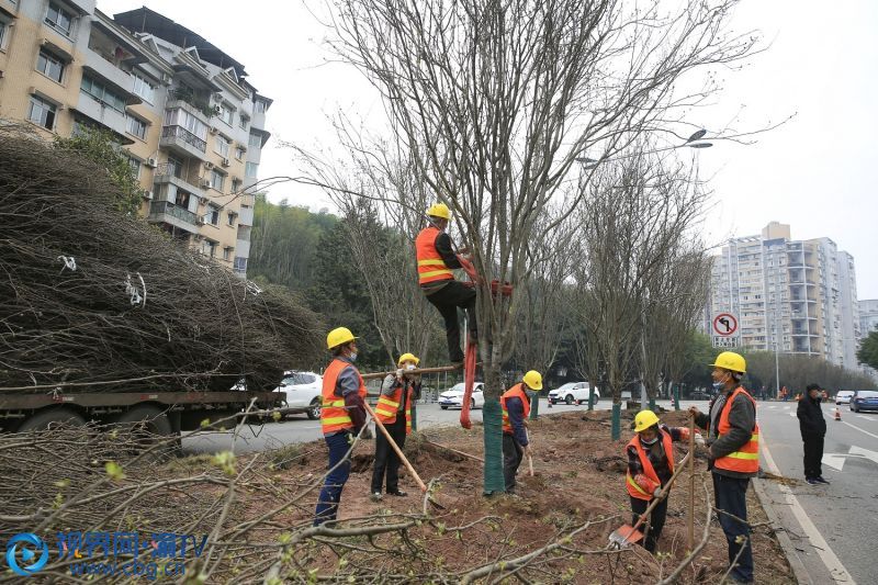 3月15日，園林綠化工人在北碚區(qū)碚南大道栽植行道樹(shù)。