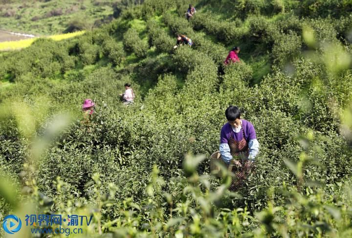 重慶梁平驛斌有機白茶基地，村民正忙著采茶。