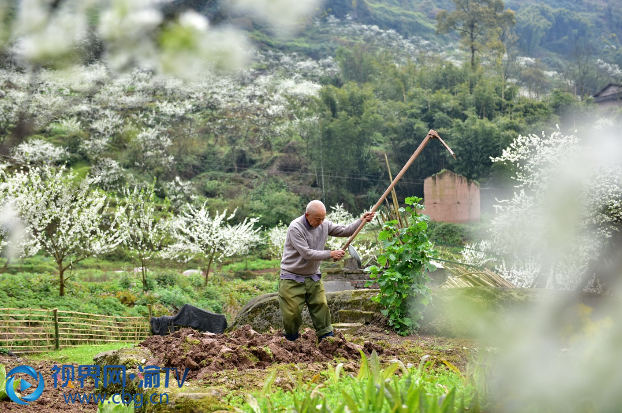 揮鋤。 賀奎  攝