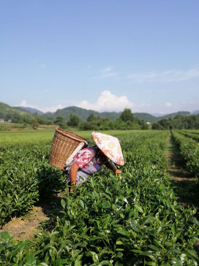 采茶人正在背著背簍，戴著斗笠在陽光的照射下埋頭采夏茶。（楊坤/攝）