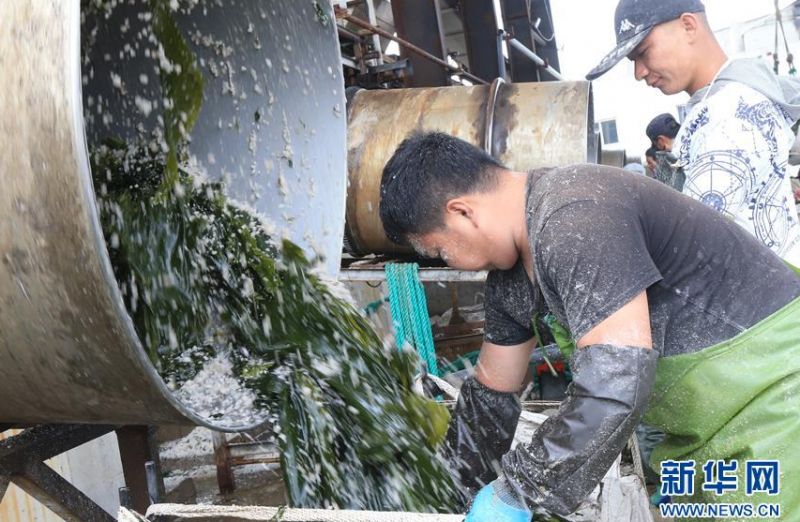 6月5日，在山东省荣成市寻山集团盐渍海带加工车间，工人将盐渍海带装袋。新华社发（王福东 摄）