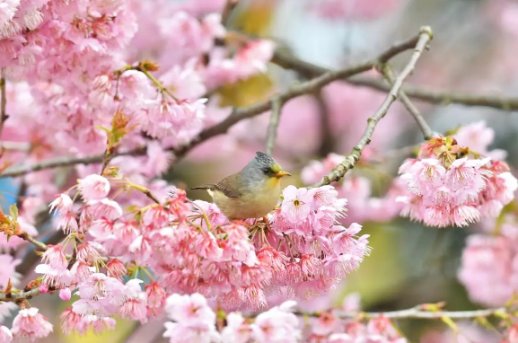 遍地開花盼君來