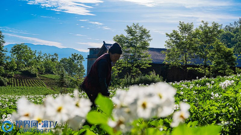 村民正在除草。黃祖滿 攝