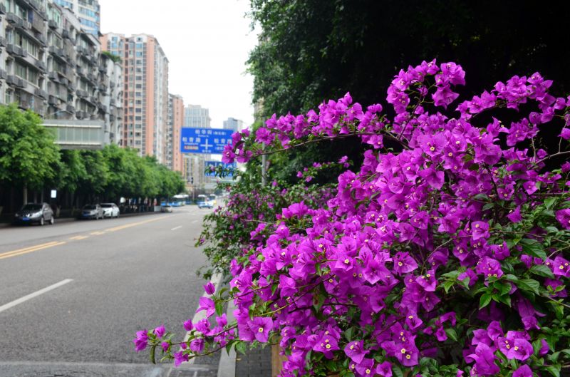 柏華街道路旁的三角梅，路邊搖曳惹人醉。（攝影：黃向輝）