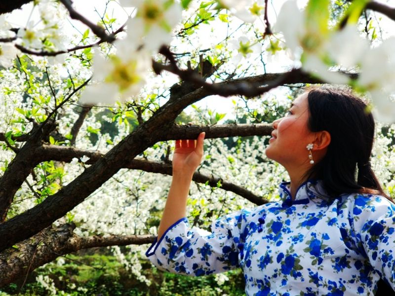 春色滿園關(guān)不住，梨花、李花，爭(zhēng)芳斗艷。