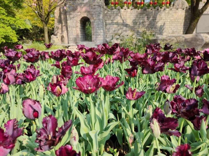 中文名：‘黑色鸚鵡’郁金香 英文名：Tulipa 'Black Parrot' 分群：鸚鵡群 特點(diǎn)：花瓣卷曲扭轉(zhuǎn)，向外伸展