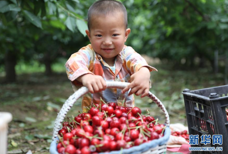 6月20日，在天水市秦州区藉口镇的一处果园里，孩子在玩耍。 眼下正值大樱桃上市的销售旺季，甘肃省天水市秦州区各地村民忙着采摘、销售。甘肃省天水市秦州区是优质大樱桃适生区之一。2019年，秦州区大樱桃栽植面积约8.5万亩，年产量约4万吨。 新华社记者 多蕾 摄