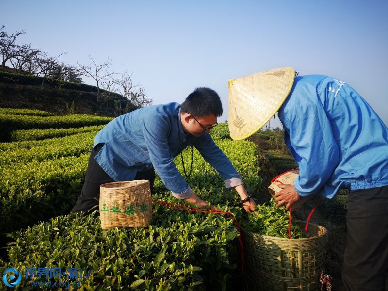 采茶工人正在采收新茶。