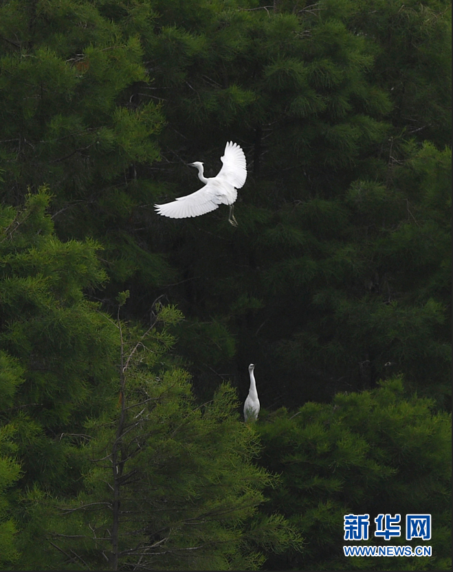 6月9日，在合肥董铺水库，一只白鹭在展翅飞翔。