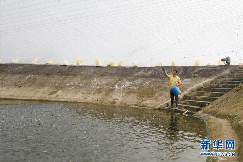 　　3月24日，在重慶市長(zhǎng)壽區(qū)葛興漁業(yè)有限公司的魚塘，員工在給新購(gòu)進(jìn)的魚苗投喂食物。 近日，重慶市長(zhǎng)壽區(qū)在做好疫情防控工作的同時(shí)，多措并舉引導(dǎo)轄區(qū)內(nèi)水產(chǎn)養(yǎng)殖企業(yè)、畜牧養(yǎng)殖場(chǎng)等農(nóng)業(yè)企業(yè)分類分批有序復(fù)工復(fù)產(chǎn)。截至3月24日，重慶市長(zhǎng)壽區(qū)較大農(nóng)業(yè)企業(yè)已復(fù)工復(fù)產(chǎn)194家。 新華社發(fā)（黃偉攝）