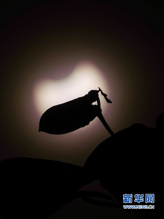 21日下午5时00分，福建漳州，这是食分中的树叶。新华网 肖和勇 摄