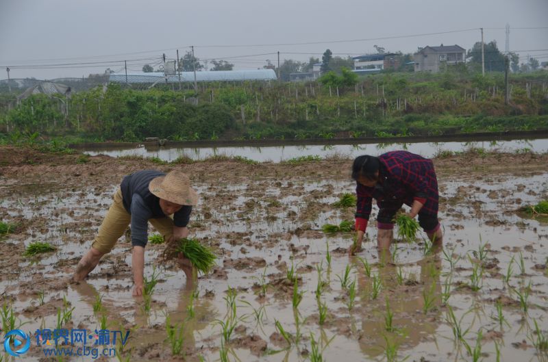 圖為4月13日，龍集鎮(zhèn)抱房村3社村民正在田里栽插水稻秧苗。