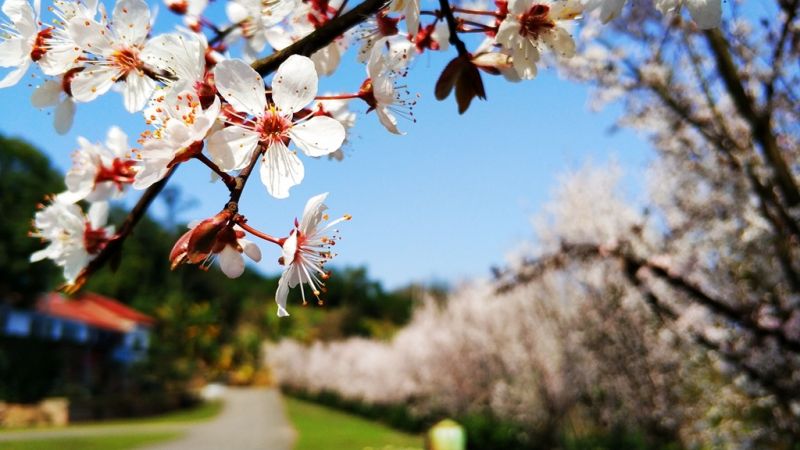 春色滿園關(guān)不住，梨花、李花，爭(zhēng)芳斗艷。